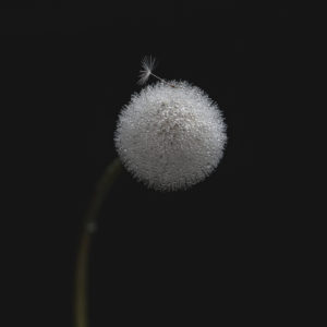 Dandelion, Taraxacum erythrospermum, seeds, low-key, moist, Swabian Jura, Baden-Württemberg, Germany, Europe Dandelion, Taraxacum erythrospermum, seeds, low-key, moist, Swabian Jura, Baden-Württemberg, Germany, Europe